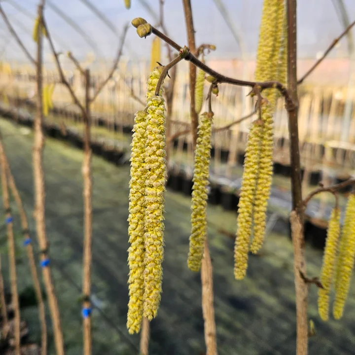 Männliche Blüte (Kätzchen) der Haselnuss-Sorte Emoa 1