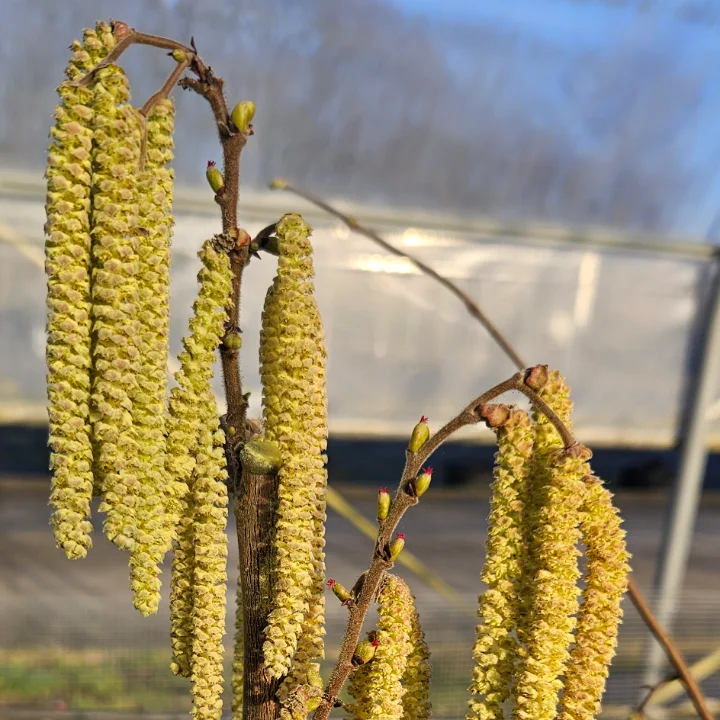 Männliche Blüte (Kätzchen) der Haselnuss-Sorte Ennis