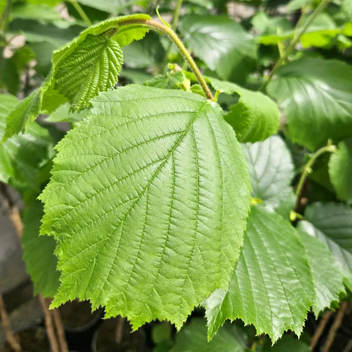 Einzelnes Blatt der Haselnuss Hallesche Riesennuss