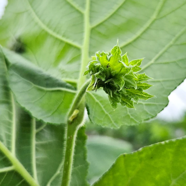 Frucht der Haselnusssorte Katalonski