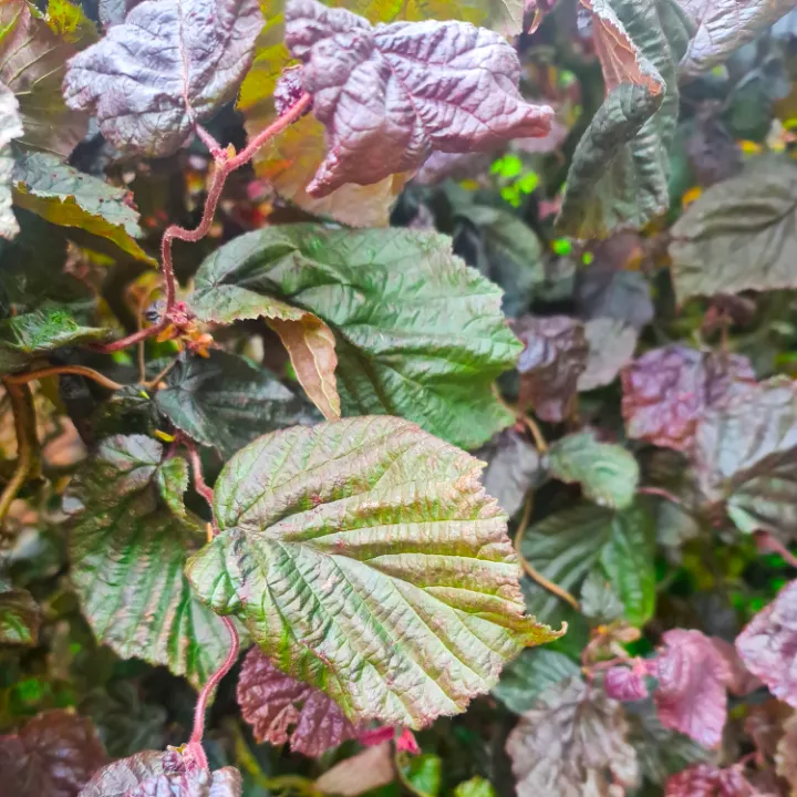 Laub des Haselnussbaums Red Majestic
