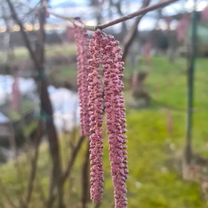Männliche Blüte (Kätzchen) der Haselnuss Rote Zellernuss