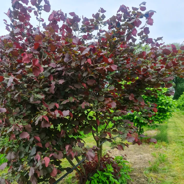 Haselnussbaum Rote Zellernuss