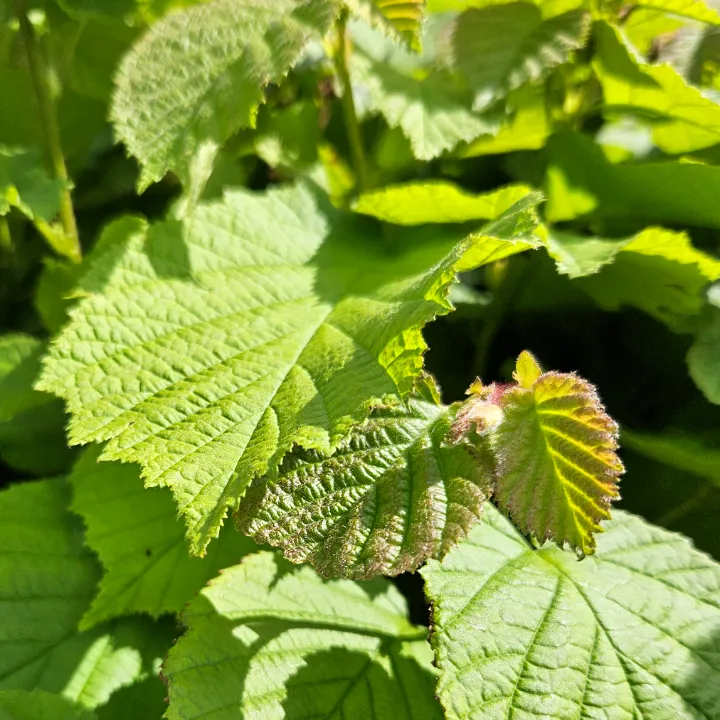 Frucht der Haselnusssorte Tonda gentile delle langhe