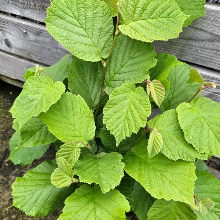 Laub der Haselnuss Tonda gentile delle langhe