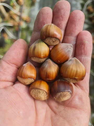Haselnuss Corabel