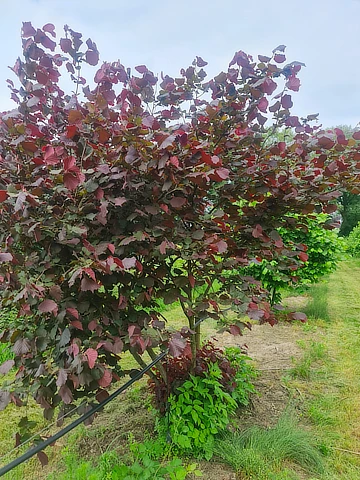 Haselnussbaum Rote Zellernuss