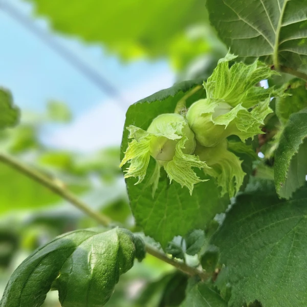 Haselnuss-Frucht